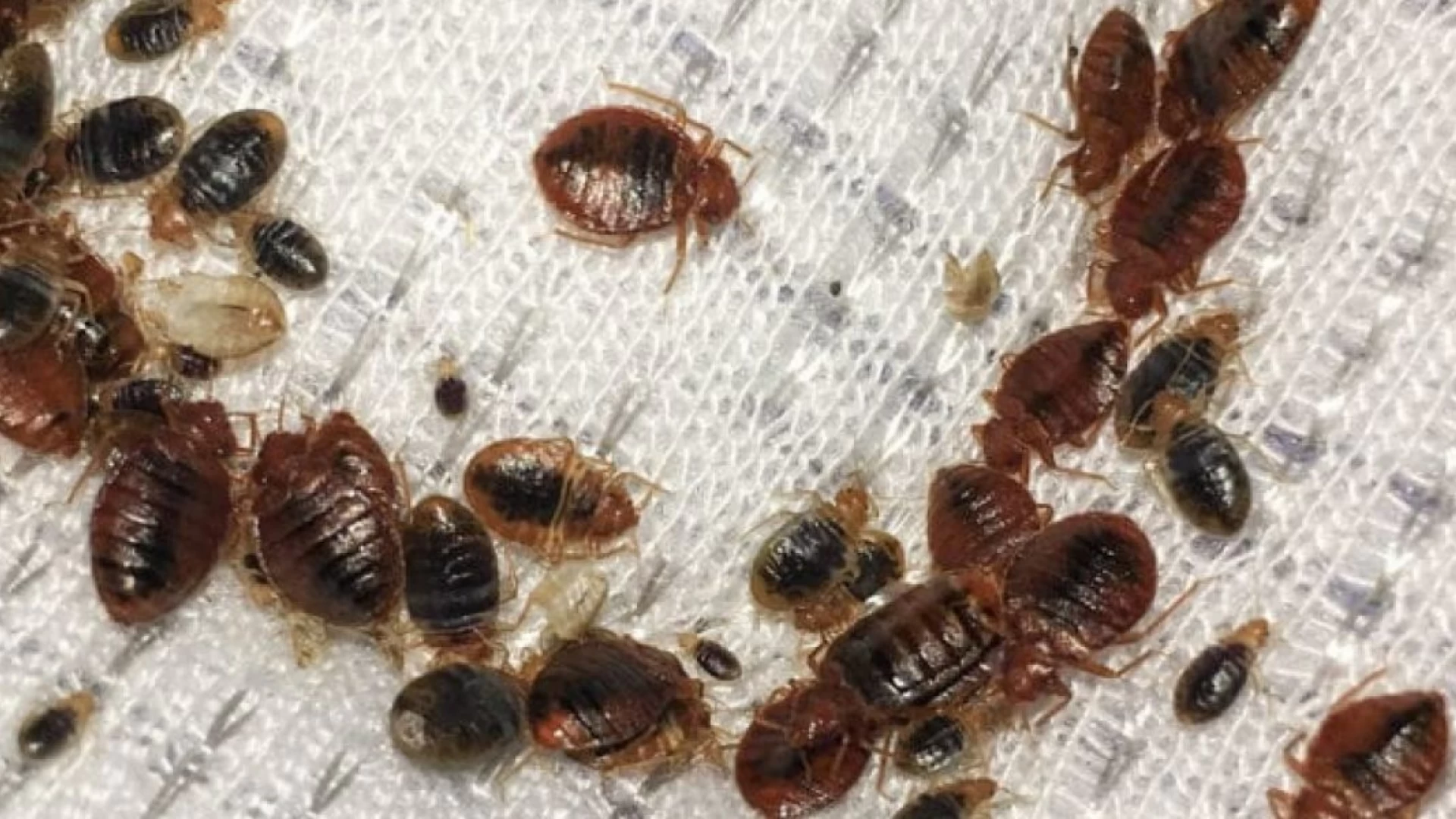 Постельные клопы: как от них избавиться?