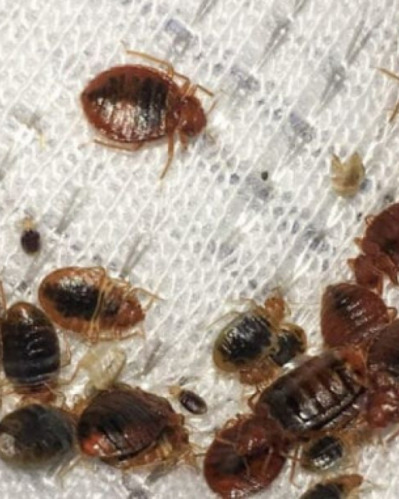 Bed bugs: how do we get rid of them? Bed bugs: how do we get rid of them?